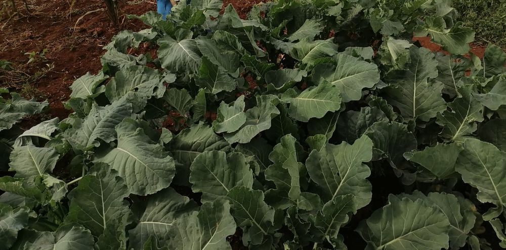 Vegetables growing in the school farm